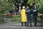 София - паднало дърво