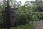 София - паднало дърво