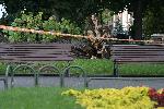 София - паднало дърво