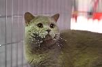 София – Изложба на котки