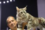 София – Изложба на котки