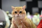 София – Изложба на котки