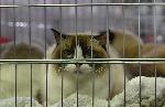 София – Изложба на котки