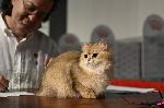 София – Изложба на котки