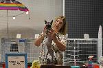 София – Изложба на котки