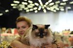София – Изложба на котки