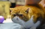 София – Изложба на котки