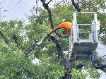 СОФИЯ - изрязване на опасни клони на стари дървета