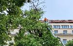 СОФИЯ - изрязване на опасни клони на стари дървета