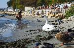 Варна - Пристигна първия за тази година скандинавски лебед.