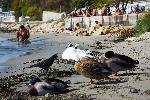 Варна - Пристигна първия за тази година скандинавски лебед.
