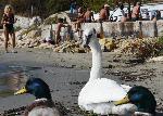 Варна - Пристигна първия за тази година скандинавски лебед.