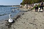 Варна - Пристигна първия за тази година скандинавски лебед.