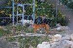 Варна - Новите обитатели на варненския зоопарк.