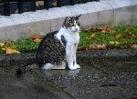 Лондон - Котаракът Лари - Даунинг стрийт 10