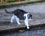 Лондон - Котаракът Лари - Даунинг стрийт 10