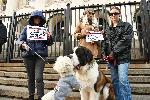 София - Съдебна палата - Протест срещу насилието над животни