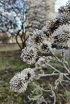 Плевен - Студ и скреж