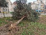 София - Силен вятър - Паднали дървета - Халите<br />