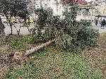 София - Силен вятър - Паднали дървета - Халите<br />