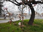 Варна - Бадемовите дървета цъфнаха