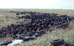Голямо незаконно сметище за гуми и строителни отпадъци в Бургас