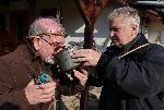 Плевен - Трифоновден