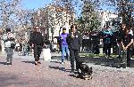Варна - Кучето Сара се вози на скейтборд