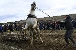 Челопеч - Конни състезания за Тодоровден