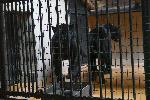 София - зоологическа градина - черни ягуари