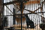 София - зоологическа градина - черни ягуари