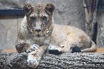 София - зоологическа градина - черни ягуари
