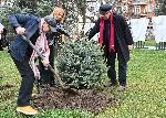 София - Първото дърво в „Гората на София филм фест“