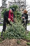 София - Първото дърво в „Гората на София филм фест“