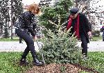 София - Първото дърво в „Гората на София филм фест“