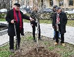 София - Първото дърво в „Гората на София филм фест“