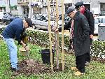 София - Първото дърво в „Гората на София филм фест“