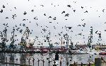 Варна - Износ на зърно