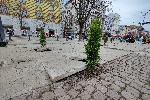 София - Засадиха фиданки на разбит тротоар