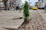 София - Засадиха фиданки на разбит тротоар