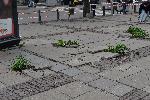 София - Разбит тротоар