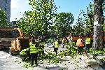 Варна - Дърво падна на оживен булевард