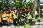 Варна - Дърво падна на оживен булевард
