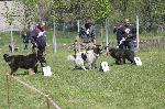 Ямбол - каракачански кучета - изложба
