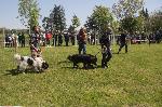 Ямбол - каракачански кучета - изложба