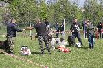 Ямбол - каракачански кучета - изложба