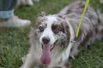 За 5та поредна година се провежда Dog Fest в София