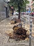 Дърво падна и рани тийнейджърка в София
