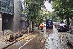 София - Паднало дърво