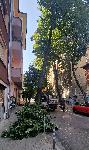 София - Опасно дърво